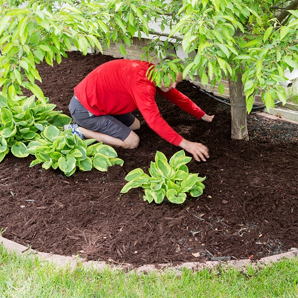 certain plant and tree species may benefit from specific types of mulch installation to support their unique growth requirements